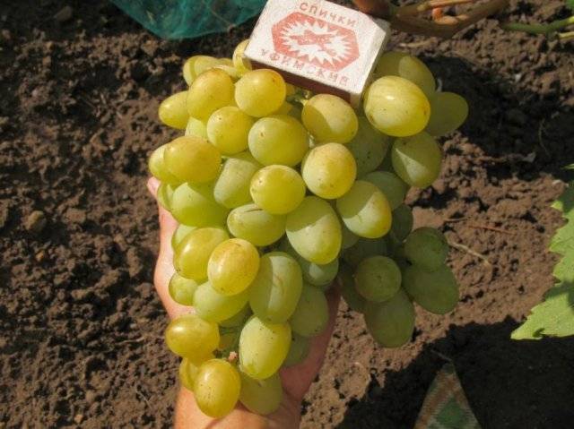 Магазины с наркотиками