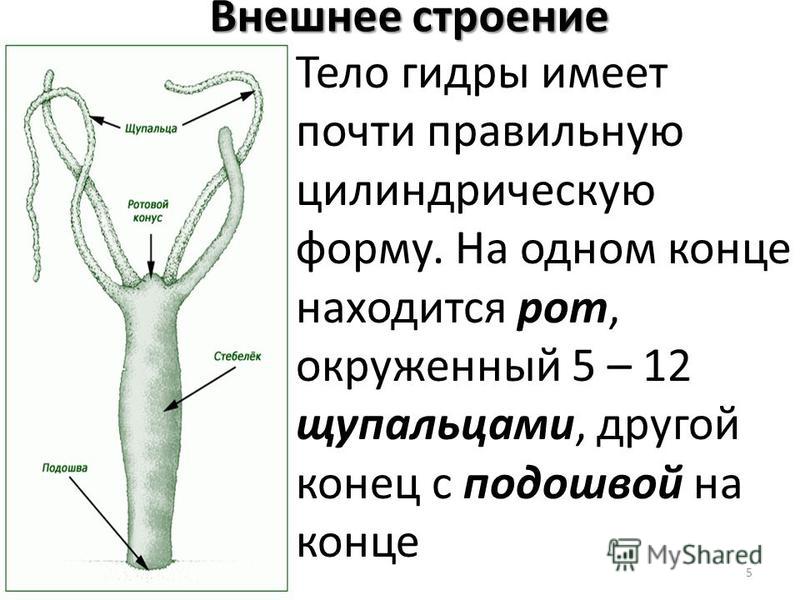 Как зайти в кракен с айфона